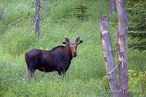 Curious Moose_02928.jpg - Photographed on the north shore of Lake Superior near Marathon, Ontario, Canada.